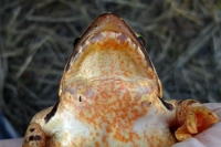 134642 Rana dalmatina (Rana dalmatina)